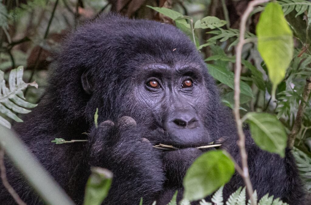 book-rwanda-gorilla-trekking-tours