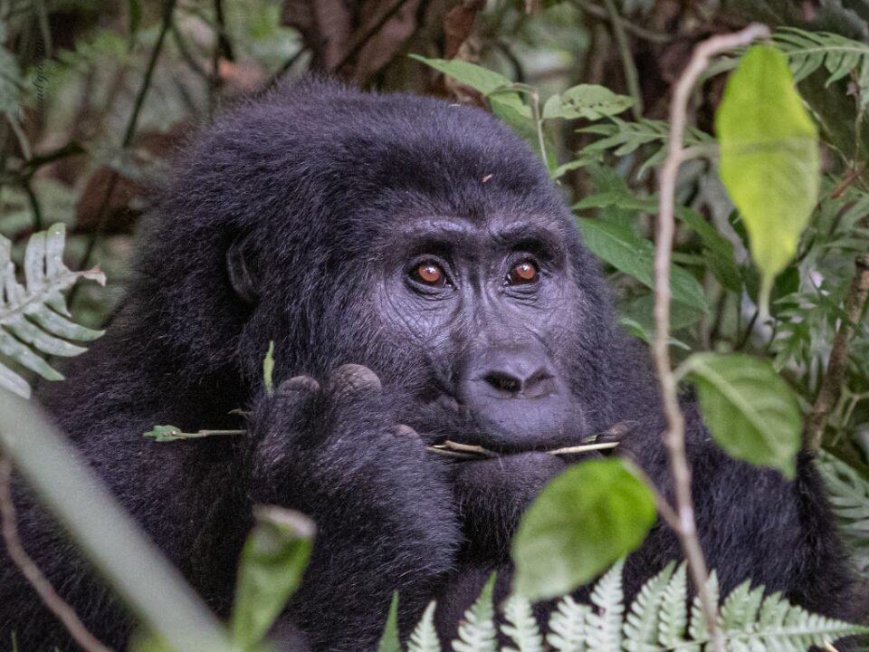 book-rwanda-gorilla-trekking-tours