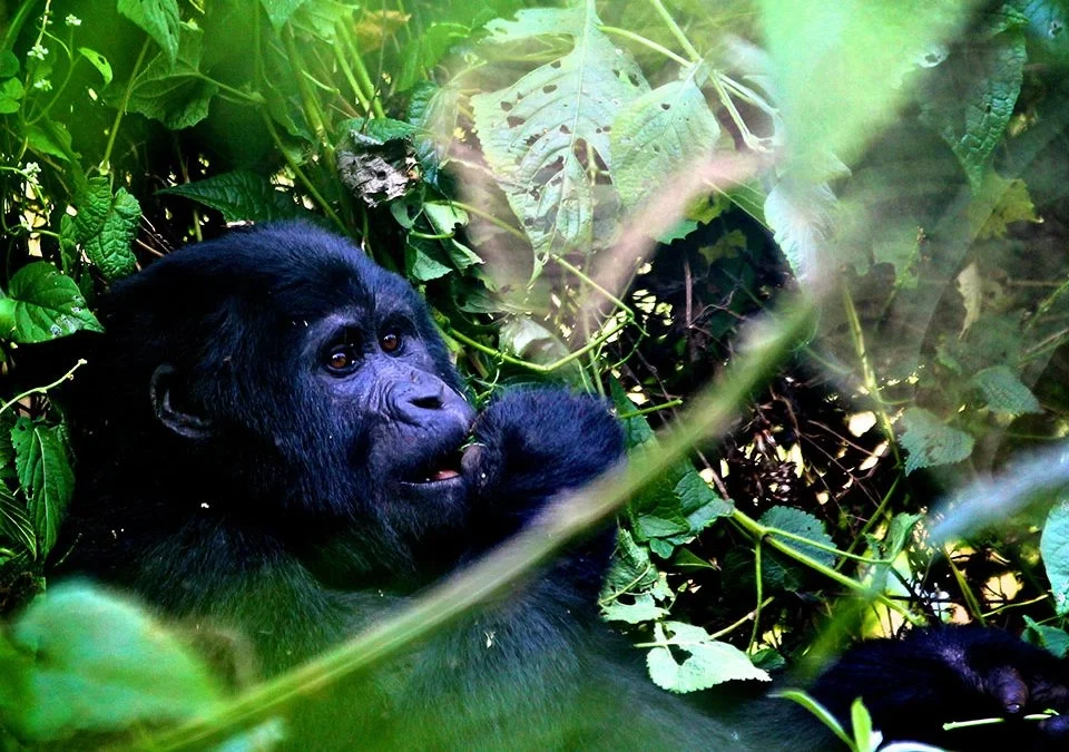 rwanda-gorilla-trekking-safaris