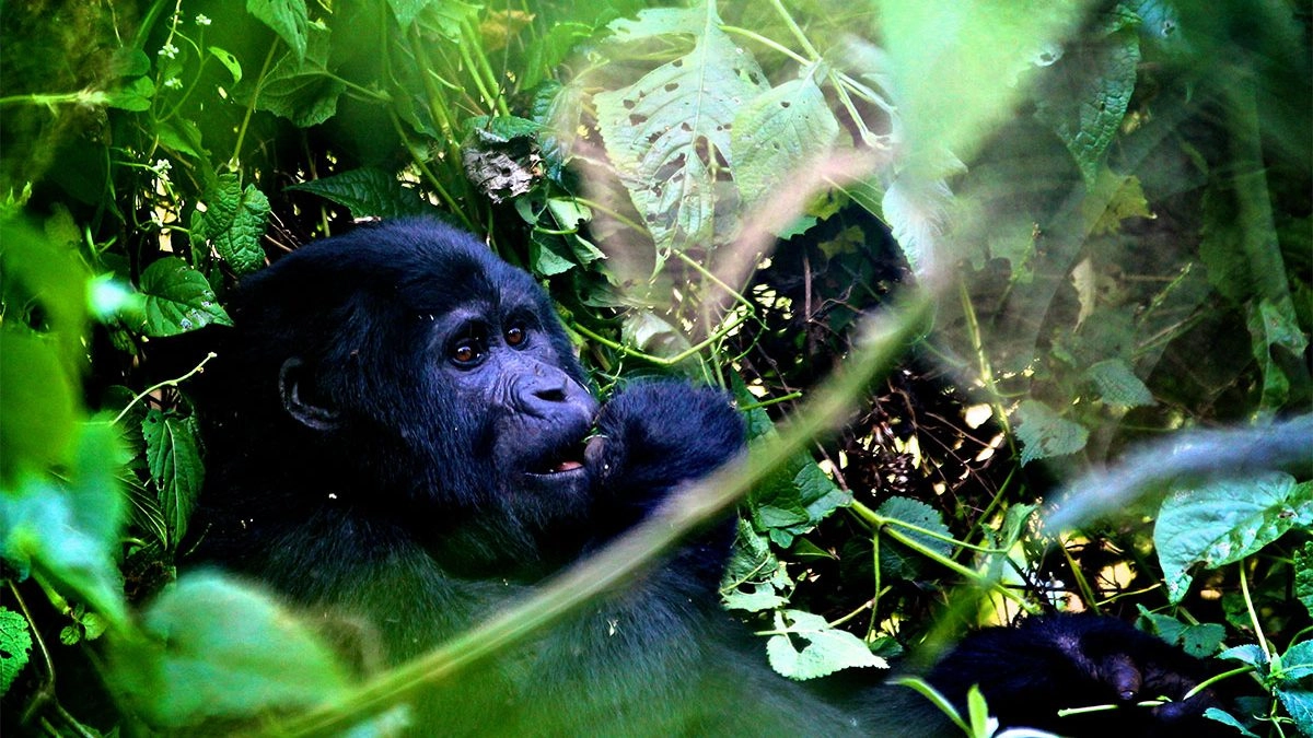 rwanda-gorilla-trekking-safaris