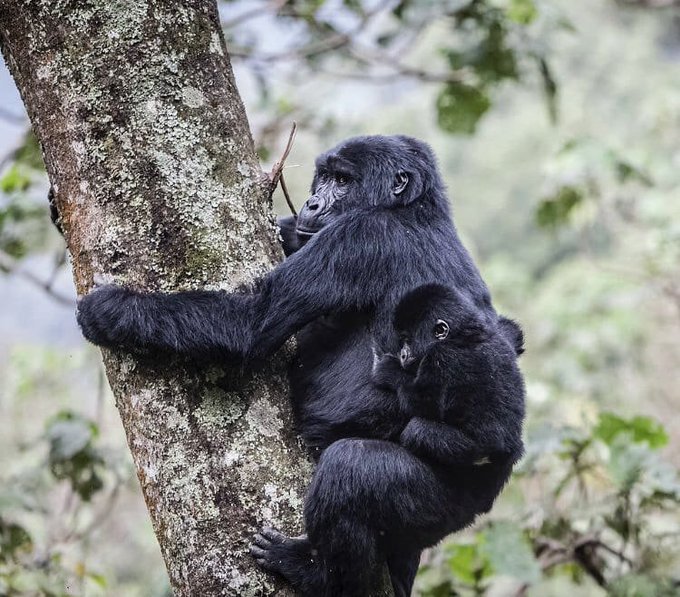 one-day-gorilla-trek-from-kigali-to-volcanoes