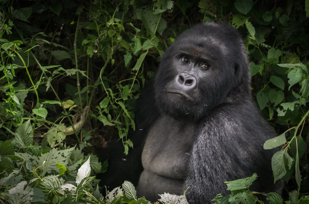 rwanda-gorilla-safari-packages