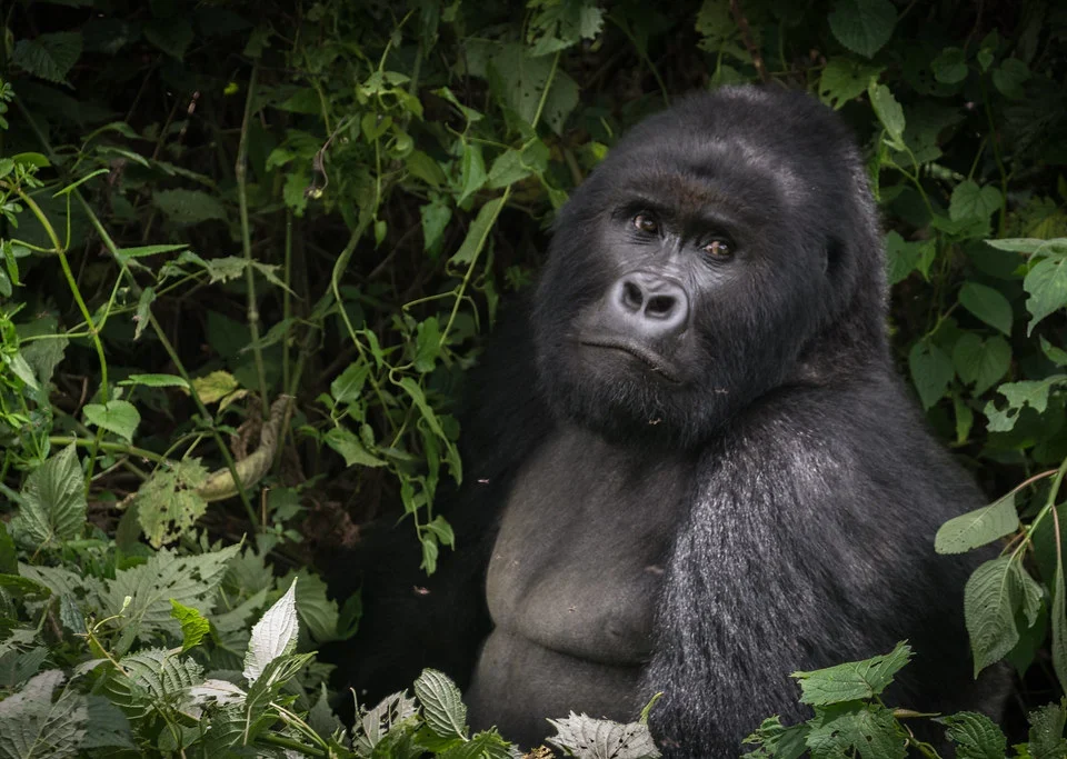 rwanda-gorilla-safari-packages