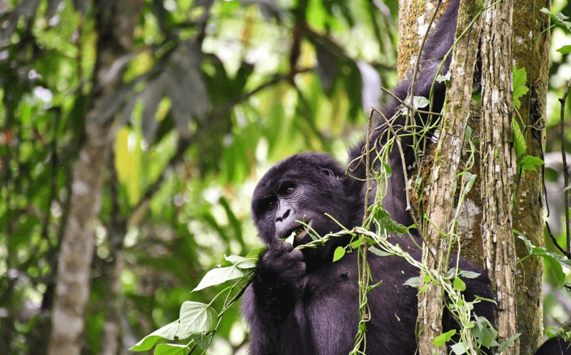 can-i-do-gorilla-trekking-in-rwanda-in-2-days