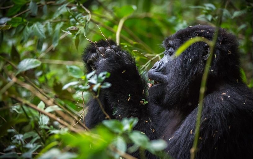 2-days-rwanda-gorilla-trekking-tour