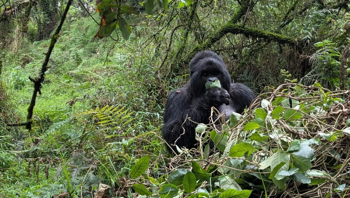 rwanda-gorilla-trekking-for-first-time-travelers