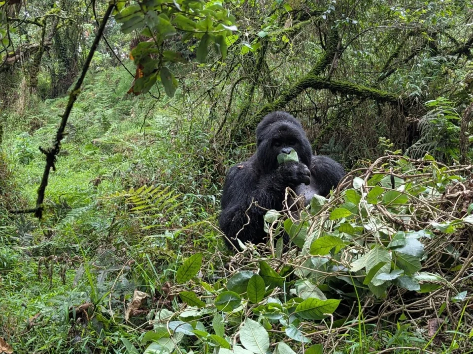 rwanda-gorilla-trekking-for-first-time-travelers