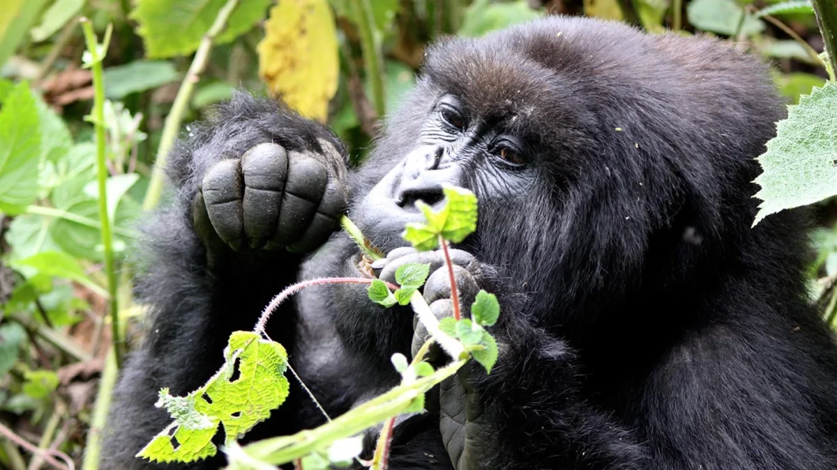 small-group-rwanda-gorilla-safaris