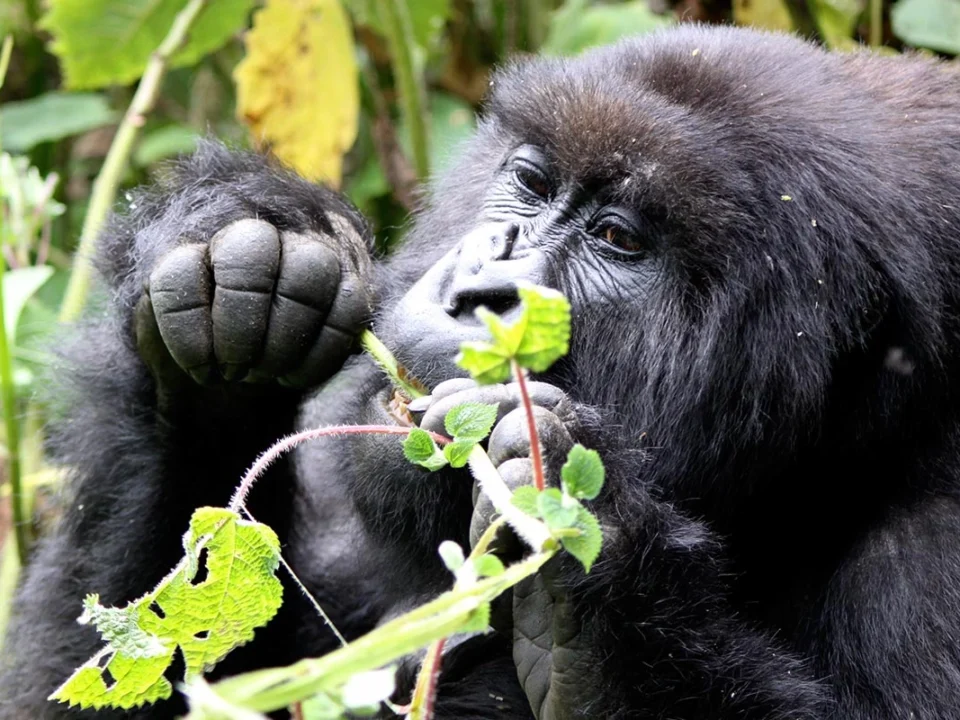 small-group-rwanda-gorilla-safaris