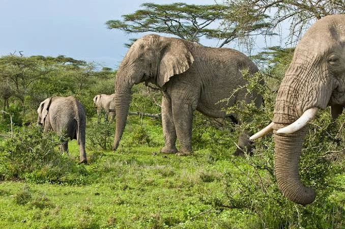 tours-combining-volcanoes-and-akagera-national-park