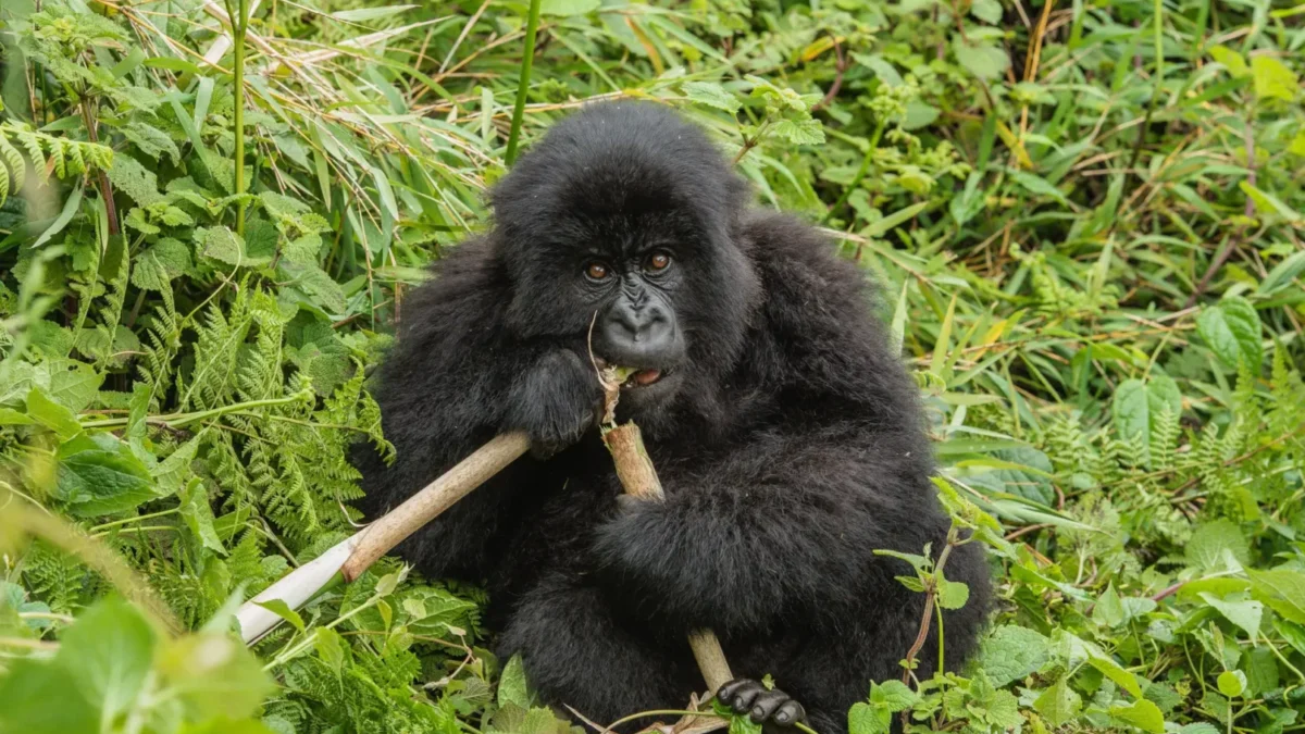 short-gorilla-tours-in-rwanda-with-wildlife