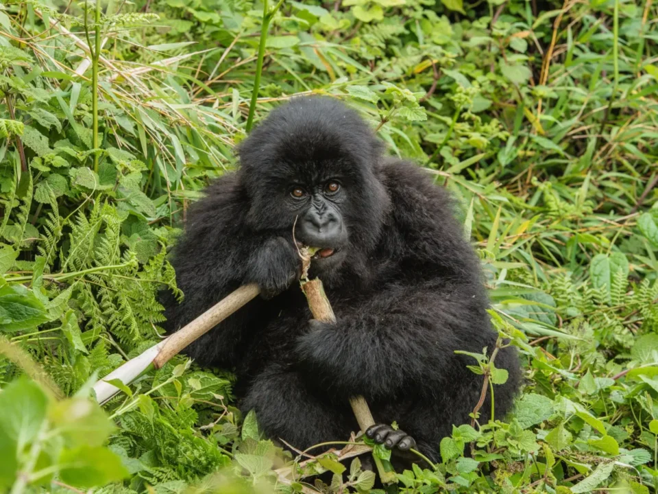 short-gorilla-tours-in-rwanda-with-wildlife