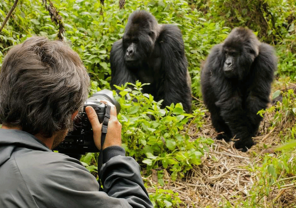 gorilla-trekking-safaris-in-rwanda