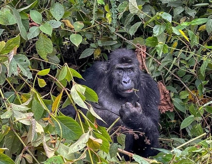 1-day-rwanda-gorilla-trekking-tour-is-it-possible