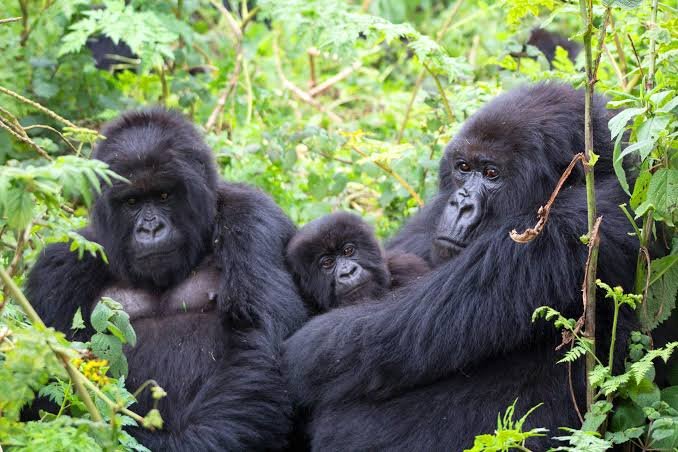 gorilla-and-chimpanzee-tour-in-rwanda