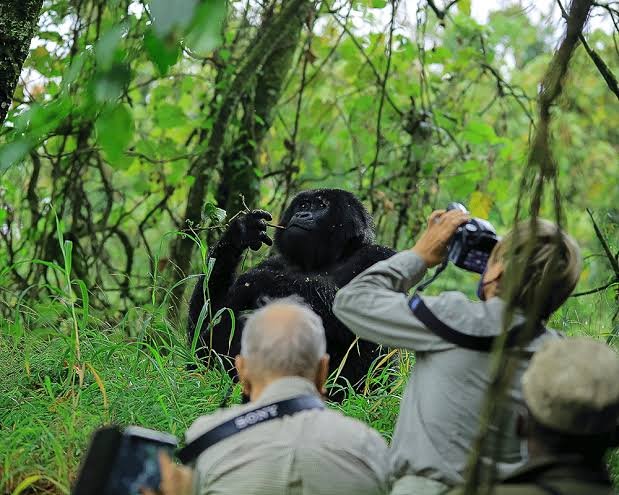 rwanda-gorilla-trekking-cost-per-person
