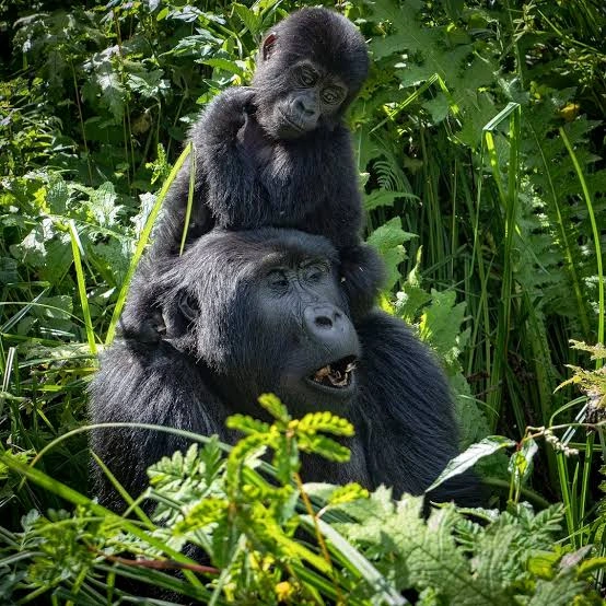 rwanda-gorilla-trekking-tours-from-kigali