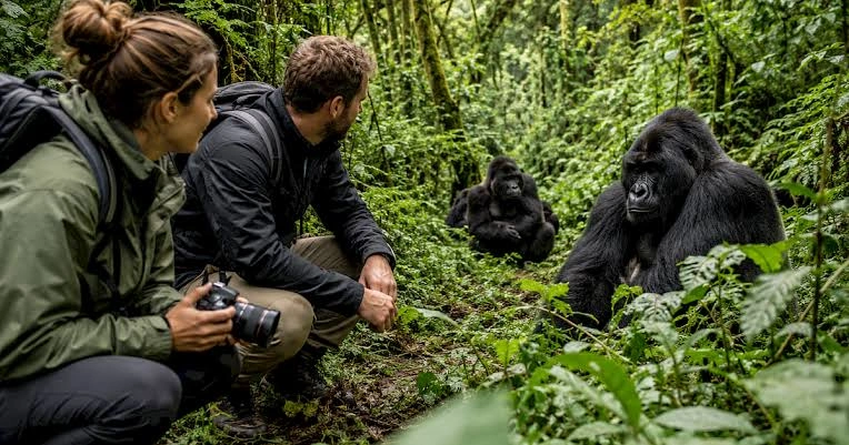 what-is-included-in-a-rwanda-gorilla-trekking-safari