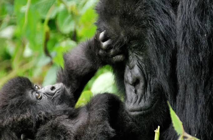 private-rwanda-gorilla-trekking-tours