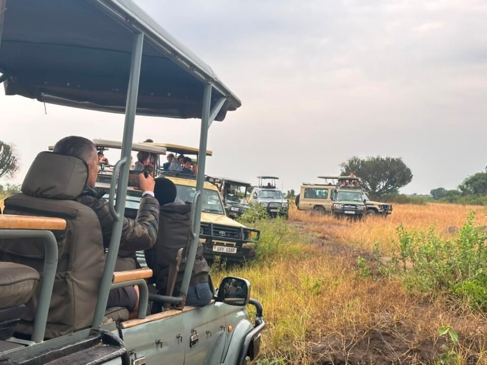 where-to-see-lions-on-rwanda-safaris