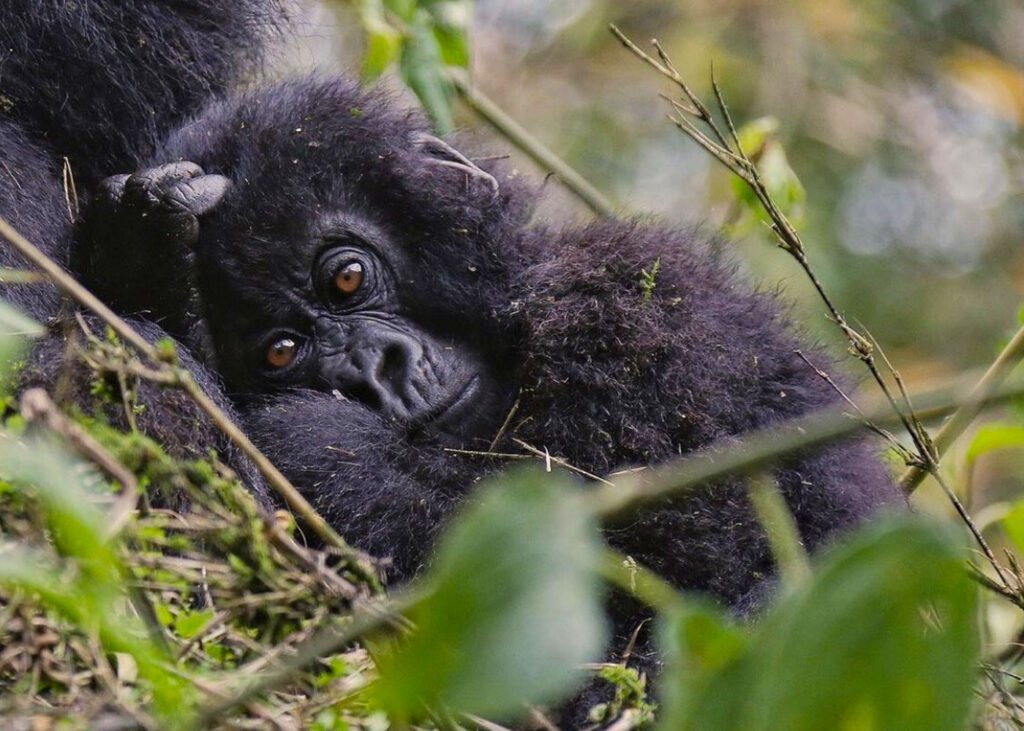Gorilla Safari