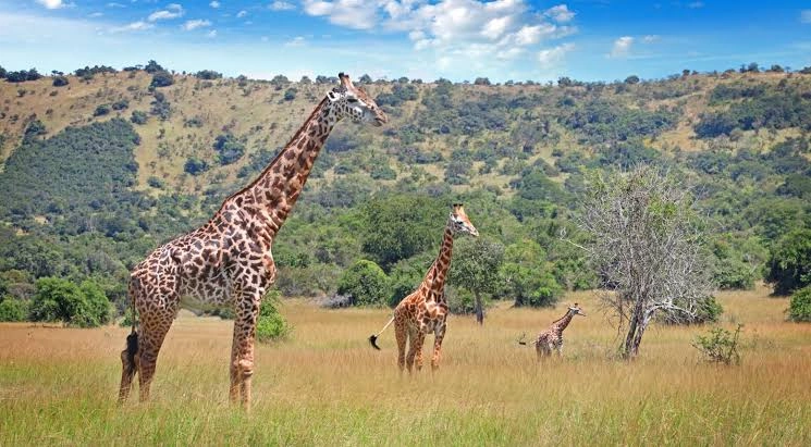 tour-combining-akagera-national-park-with-gorilla-trekking
