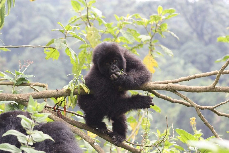 choosing-gorilla-trek-in-uganda-than-rwanda