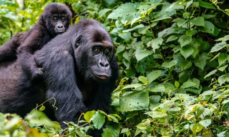 gorilla-trekking-in-uganda-starting-from-kigali
